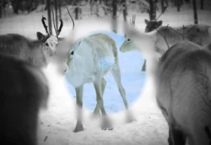 多層レイヤーとCSS Maskによる視覚的フォーカスの制御実装（アニメーション）のサムネイル画像